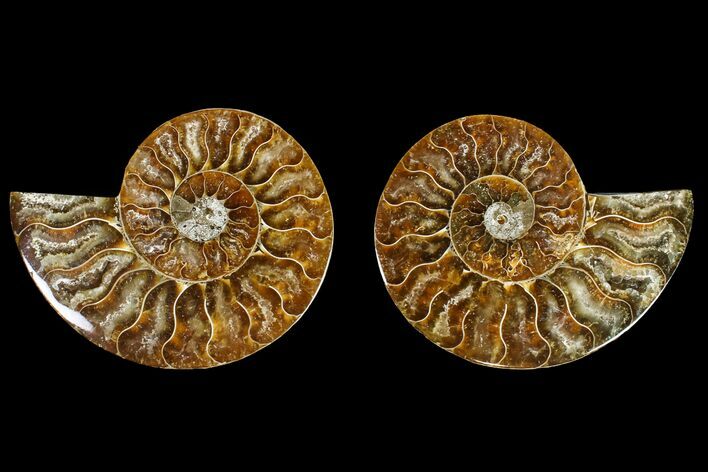 Agatized Ammonite Fossil - Crystal Filled Chambers #145929